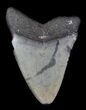 Juvenile Megalodon Tooth - Venice, Florida #36676-1